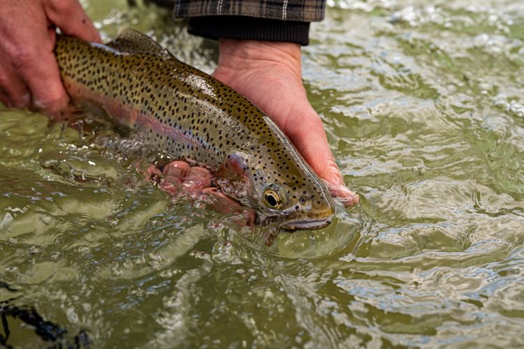 Monday Tailwater Fishing.