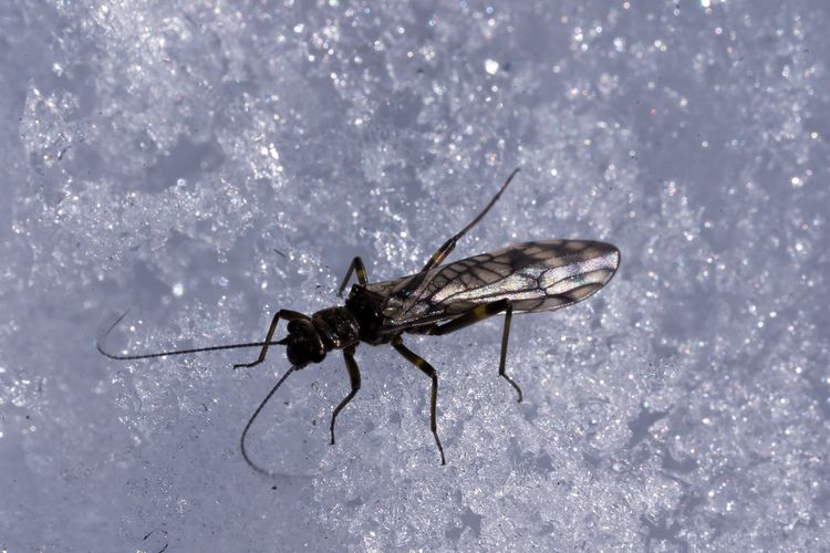 The Winter Stonefly