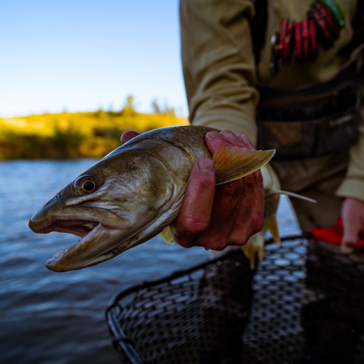 June 3rd Salmonfly Hatch